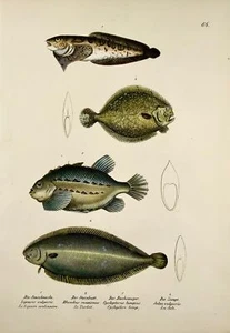 1833 H. Schinz (b. 1777) Snailfish, Sole, Brill Handcoloured stone lithograph - Picture 1 of 4