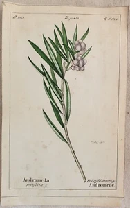 ANDROMEDA POLIFOLIA SUMPFROSMARIN 1843 BOTANIK SCHWEIZ SWITZERLAND - Bild 1 von 1