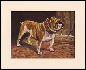 BULLDOG GRAN ATIGRADO PERRO ESTAMPADO MONTADO LISTO PARA ENMARCAR - Imagen 1 de 1