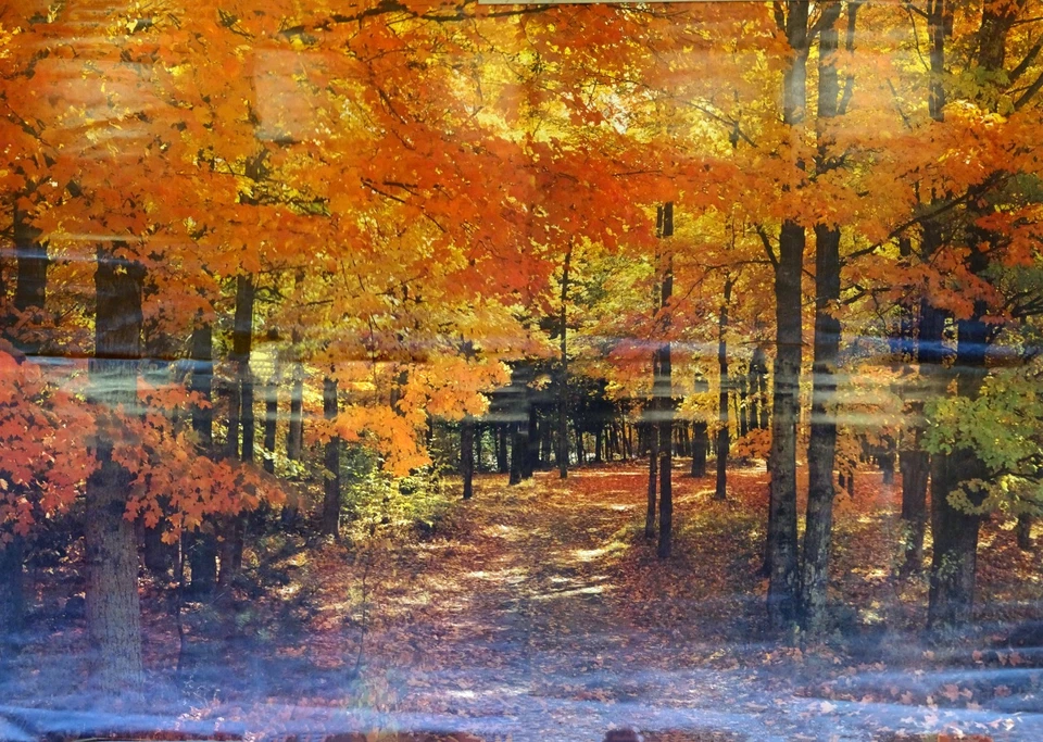 Fotomural Pared Completa Coloridas Hojas de Otoño Bosque Camino Árbol 8’ 8” x 12’ 6” Nuevo de Lote Antiguo Foto 1 de 4