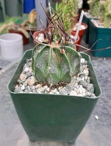 Astrophytum Capricorne Cactus  BLOOMING SIZE Ships In A 4" Pot! Nice Flecking! - Picture 1 of 5