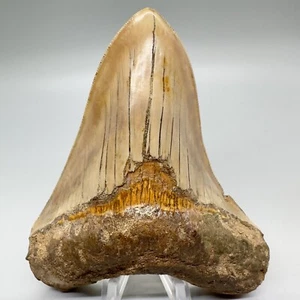 Scharf gezackter bunter 4,88 Zoll fossiler MEGALODON Haizahn - Bild 1 von 9