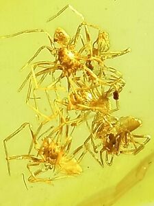 Fossil amber insect Burmese burmite Cretaceous spider school   Myanmar