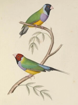 John Gould green birds Framed Print Canvas wall décor Vintage Art  Australia - Image 1 of 3