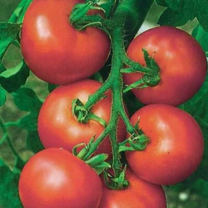 Vegetable - Tomato Seeds - Premium Quality 10 Varieties - Free Postage 1st Class - Picture 1 of 34