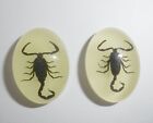 Insect Cabochon Black Scorpion Oval 18x25 mm glow in the dark 2 pieces Lot