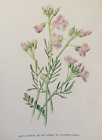 Antique Print Lady's Smock Bitter Cress  Or Cuckoo Flower C1900's Wild Flowers
