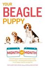 Your Beagle Puppy Month by Month: Everything You Need to Know at Each State to 