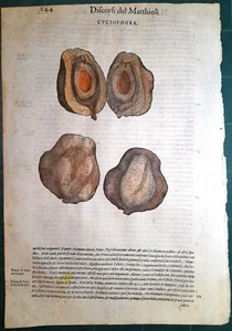 Stampa antica MATTIOLI MATTHIOLI erbario CUCIOPHORA botanica 1585 Antique print - Foto 1 di 1