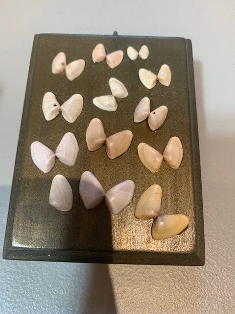 Conchas marinhas penduradas na parede em madeira verde oliva novas - Imagem 1 de 1