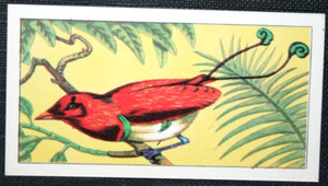 KING BIRD OF PARADISE   Illustrated  Bird Card   SC04