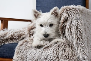 Snooza Calming Cuddler Pet Dog Cat Blanket Mink Large 145cm x 90cm - Picture 1 of 3