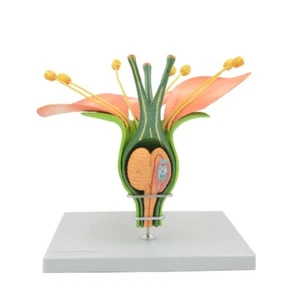 14:1 Dicotyledon Apple Flower bud plant structure anatomical Biology teach model - Picture 1 of 5