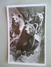 Postcard Heidelberg Tiergarten Brown Bears 40/50s??