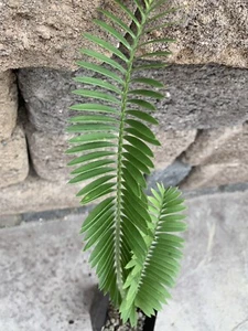 Encephalartos Caffer CAFFRARIAN DWARF CYCAD Feathery Ice Blue Cycads Nursery - Picture 1 of 12