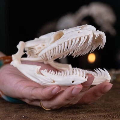 Real Python skull 12 cm, Snake skull, snake taxidermy, snake skeleton - Image 1 of 4