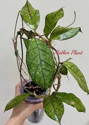 Hoya Clemensiorum Borneo💖~Rare~Established Indoor/Outdoor Plant🌿 - image 1 of 4