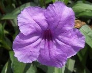 6 Texas Tulip Plant Cuttings; 2 Purple, 2 White & 2 Pink / FREE SHIPPING!!!