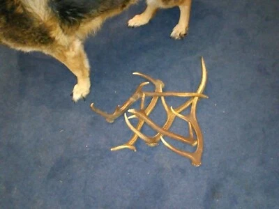 Hundefutter Bio Geweih Kausnack Zahnpflege  Natur Spielzeug Belohnung Öko - Bild 1 von 3