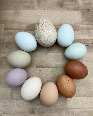 10 + Fresh Fertile Chicken Hatching Eggs - Whiting true blue, Olive & Rainbow