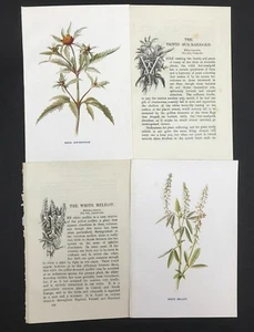 Trifid Bur-Marigold & White Melilot 1905 Wild Flowers by Hulme botanical prints - Imagen 1 de 2