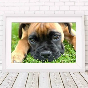 BOXER PUPPY DOG - Cute Poster Picture Print Sizes A5 to A0 **FREE DELIVERY** - Picture 1 of 14