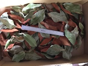 MAGNOLIENBLÄTTER 10 x 1 Gal sonnengetrocknet FRISCH! Nie beheizte/gefrorene Isopoden  - Bild 1 von 3