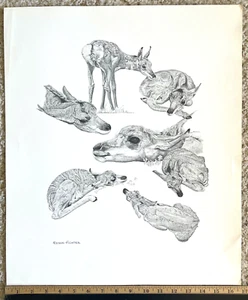 Art Print by Edson Fichter  NEWBORN PRONGHORN ANTELOPE  - 16-3/4" X 19-3/4" - Picture 1 of 3