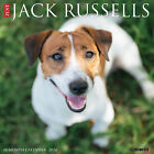 Just Jack Russells 2024 12" x 12" Wall Calendar (free shipping)