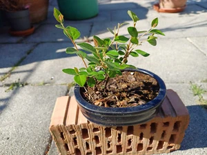 Cotoneaster micro.'Cochleatus', ca. 3 Jahre alt, Pre Bonsai - Bild 1 von 3