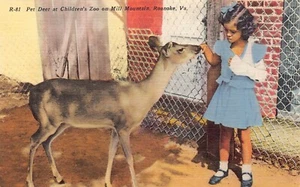 Pet Deer at Children's Zoo on Mill Mountain Postcard Virginia Roanoke - Picture 1 of 2