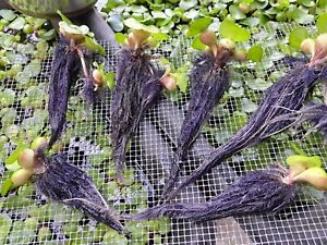 7+ SMALL 2" - 4" HEALTHY Water HYACINTHS ~KOI~GOLD FISH~Pond Plant~Water Garden