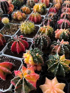 Gymnocalycium Random Lot! - Rare Thailand Import | Live cactus - Picture 1 of 11