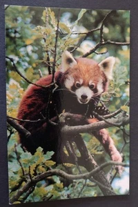 Red Panda Postcard , The Zoological Society Of London, Photo By M Lyster - Picture 1 of 2