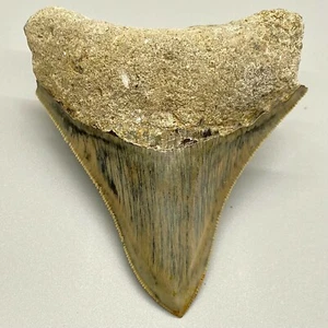 Sharply Serrated Colorful Light Gray 3.49" Fossil MEGALODON Shark Tooth - Picture 1 of 6