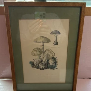 AMANIT CITRINA - Amanita citrina (Schaeff.) S.F. grau - Bild 1 von 6