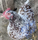 chicken hatching eggs and hatching supplies click here