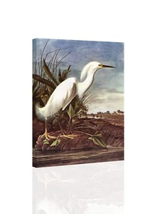 Schneereiher - Audobon - LEINWAND oder DRUCK WANDBILD - Bild 1 von 2