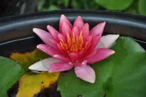 NYMPHAEA LIVINGSTON A RARE RED PLANT pond lilly aquatic garden - Picture 1 of 2