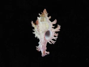 Sea Shell Chicoreus nobilis 45,9 mm ID#7968 - Imagen 1 de 3