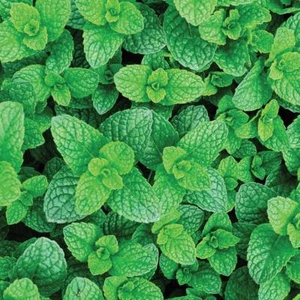 6X ORGANIC Garden Mint Herb ROOTS for Planting Spear Fresh Mint UK Hardy Non-GMO - Picture 1 of 2