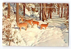 Vintage Greetings from Prescott WI Postcard with Deer in Snowy Woods - Picture 1 of 2