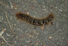 Photo 6X4 A Very Hungry Caterpillar? Rudley Green Not Being A Lepidopteri C2009