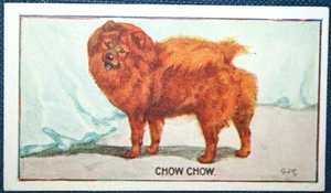CHOW CHOW    Original 1924 Vintage Illustrated Dog Card  RC20M - Picture 1 of 1