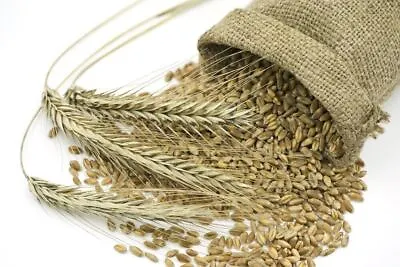 100% Organic Australian Rye Grains 1kg 2kg 3kg 4.5kg • 33$