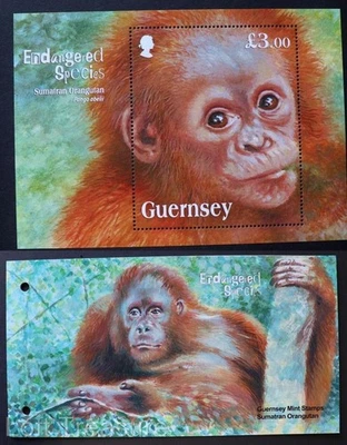 Guernsey Stamps "Endangered Species - Sumatran Orangutan" Presentation Pack 2014 - Image 1 of 4