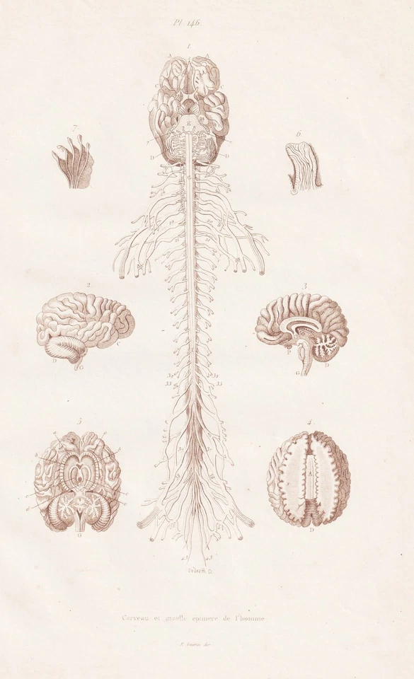 Gehirn Rückenmark Nervensystem Menschen Stahlstich Guerin-Meneville 1833 - Bild 1 von 1