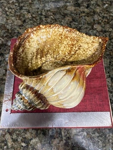 Vintage Ceramic Conch Shell Planter Vase - Picture 1 of 4