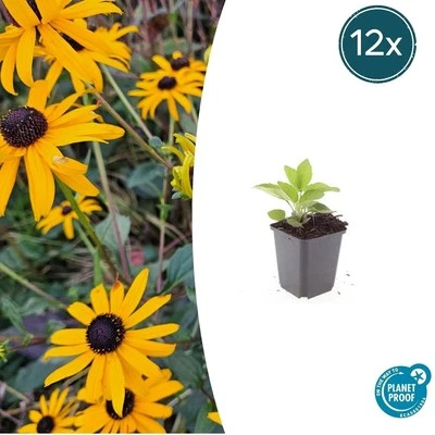 6, 12 o 20 x Rudbeckien/Sunhütte/Rudbeckia fulgida 'Goldsturm' ↕10-25 cm - Immagine 1 di 4