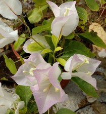 BOUGAINVILLEA BLUSH